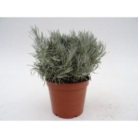 HELICHRYSUM TIASCHANICUM M13 - CURRI