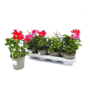 PELARGONIUM REY BALCON M14