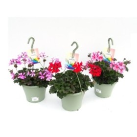 PELARGONIUM CALIENTE T23 - COLGADOR