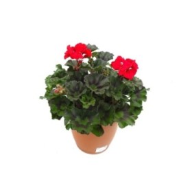 PELARGONIUM TUMBAO M26