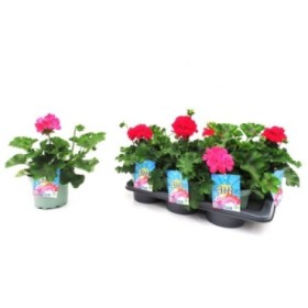 PELARGONIUM HARD ROCK M17