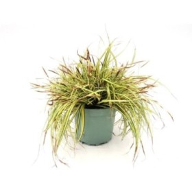 CAREX MAXIGOLD M17