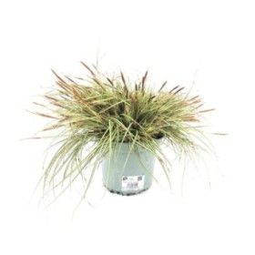 CAREX MOONLIGHT M17