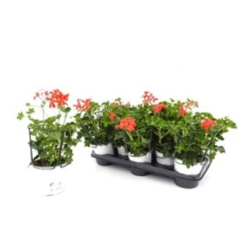 PELARGONIUM REY BALCON M13