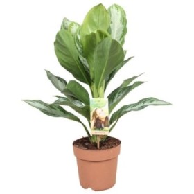 AGLAONEMA  M17  SILVER BAY