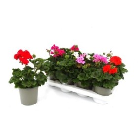 PELARGONIUM ZONALE M14