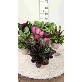 CALATHEA  M17  MIX  Sr.