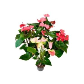 ANTHURIUM  M17 MIX Sr.