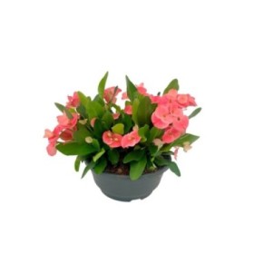 EUPHORBIA MILLI M23 flor grande