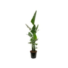 STRELITZIA NICOLAI 30L 4 plantes