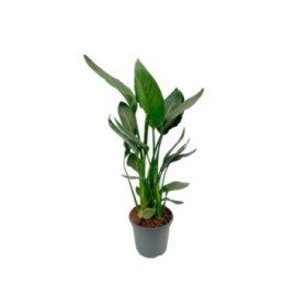 STRELITZIA REGINAE 3.5L 3 plantas