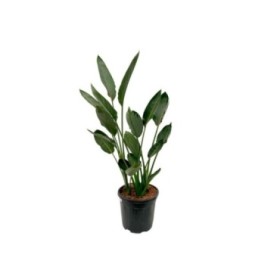 STRELITZIA REGINAE 15L 3 plantas