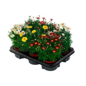 ARGYRANTHEMUM FRUTESCENS COLORES 11