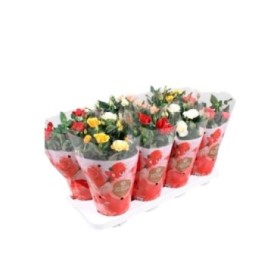 ROSAL   MINI  M13 FAVORITE MIX RESERVAS SANT JORDI