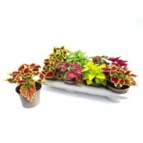 COLEUS MAIN STREET  M13