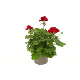 PELARGONIUM CALLIOPE RED M19