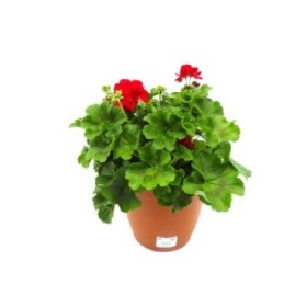 PELARGONIUM CALLIOPE M26