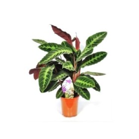 CALATHEA  M19  WARSCEWICZII