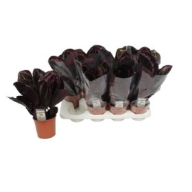 CALATHEA  M14 SUPRISESTAR