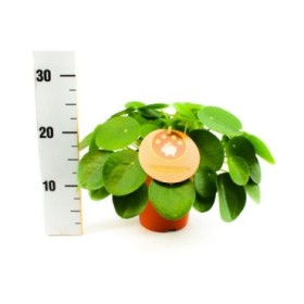 PILEA  M15 PEPEROMIOIDES