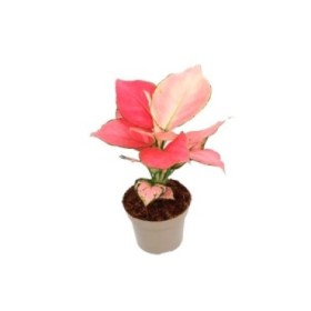 AGLAONEMA  M12 PINK STAR