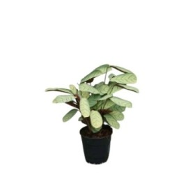 CTENANTHE AMAGRIS M12 H25