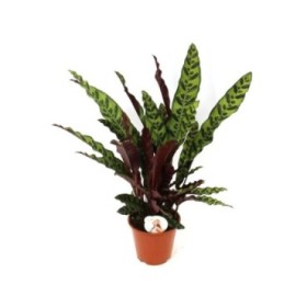 CALATHEA  M19  LANCIFOLIA