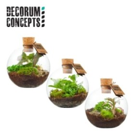 TERRARI PL MINI DECORUM CONCEPTS D12 Orcus