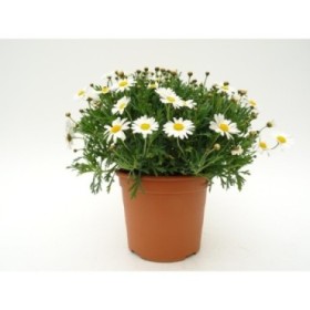 ARGYRANTHEMUM FRUTESCENS BLANC 10L