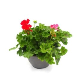 PELARGONIUM HARD ROCK T25 - COMPO